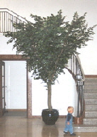 Ficus Baum 4,5 m